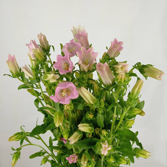 Campanula - Pink