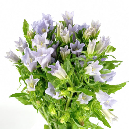 Campanula - Lilac