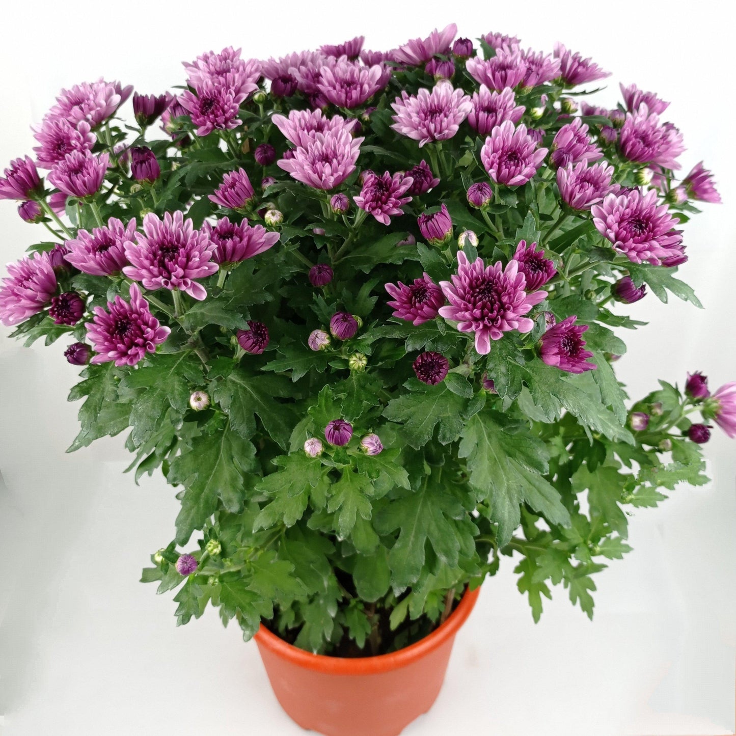 Chrysanthemum (M) 55cm - 60cm