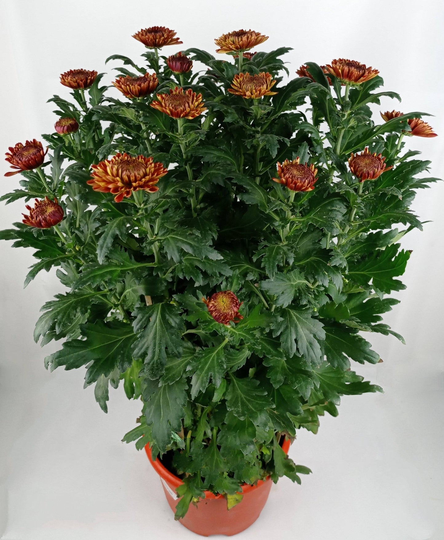 Chrysanthemum (M) 55cm - 60cm