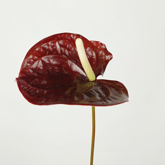 Anthurium - Brown