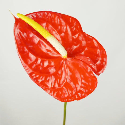 Anthurium - Chili Red