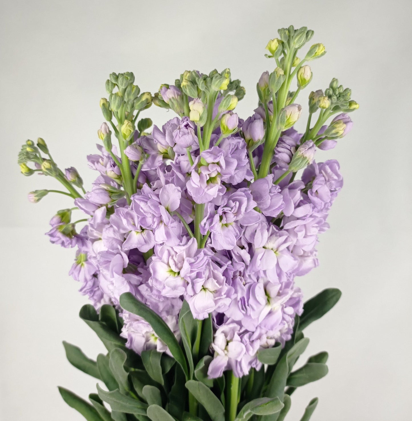 Matthiola - Lilac