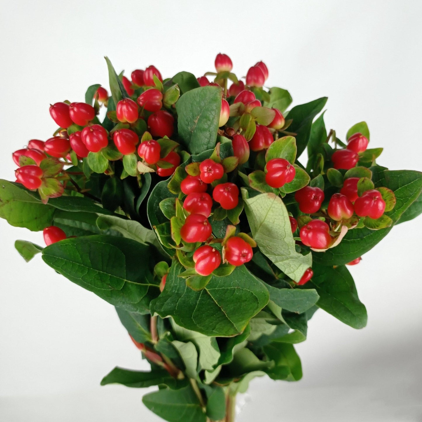 Hypericum - Red