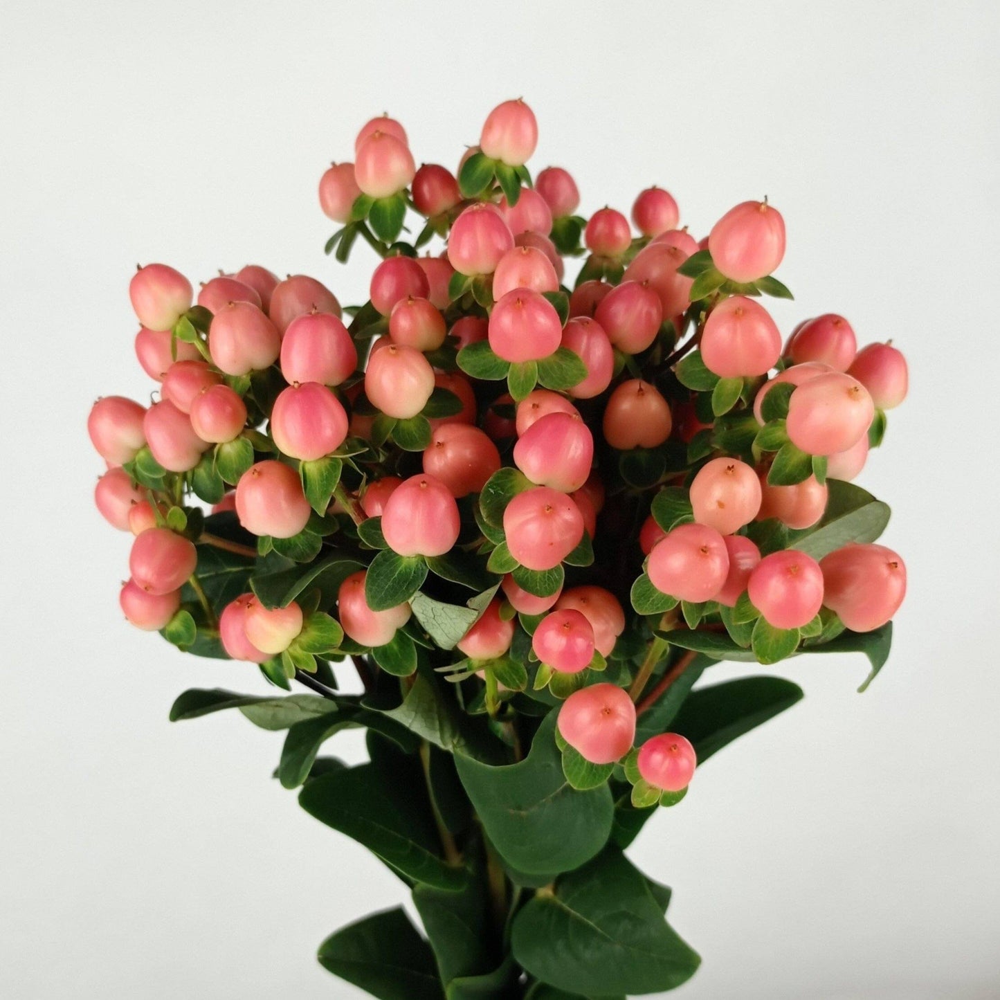 Hypericum - Light Pink