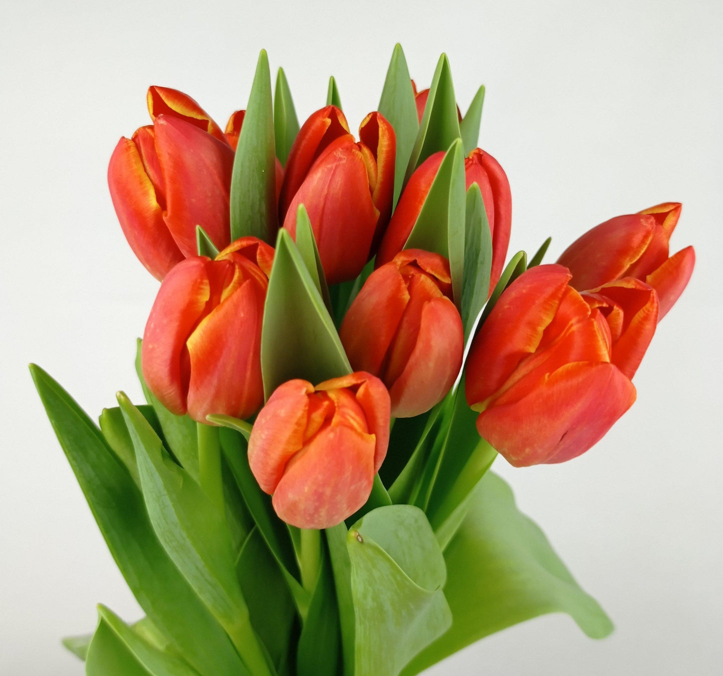 Tulip - Bright Orange