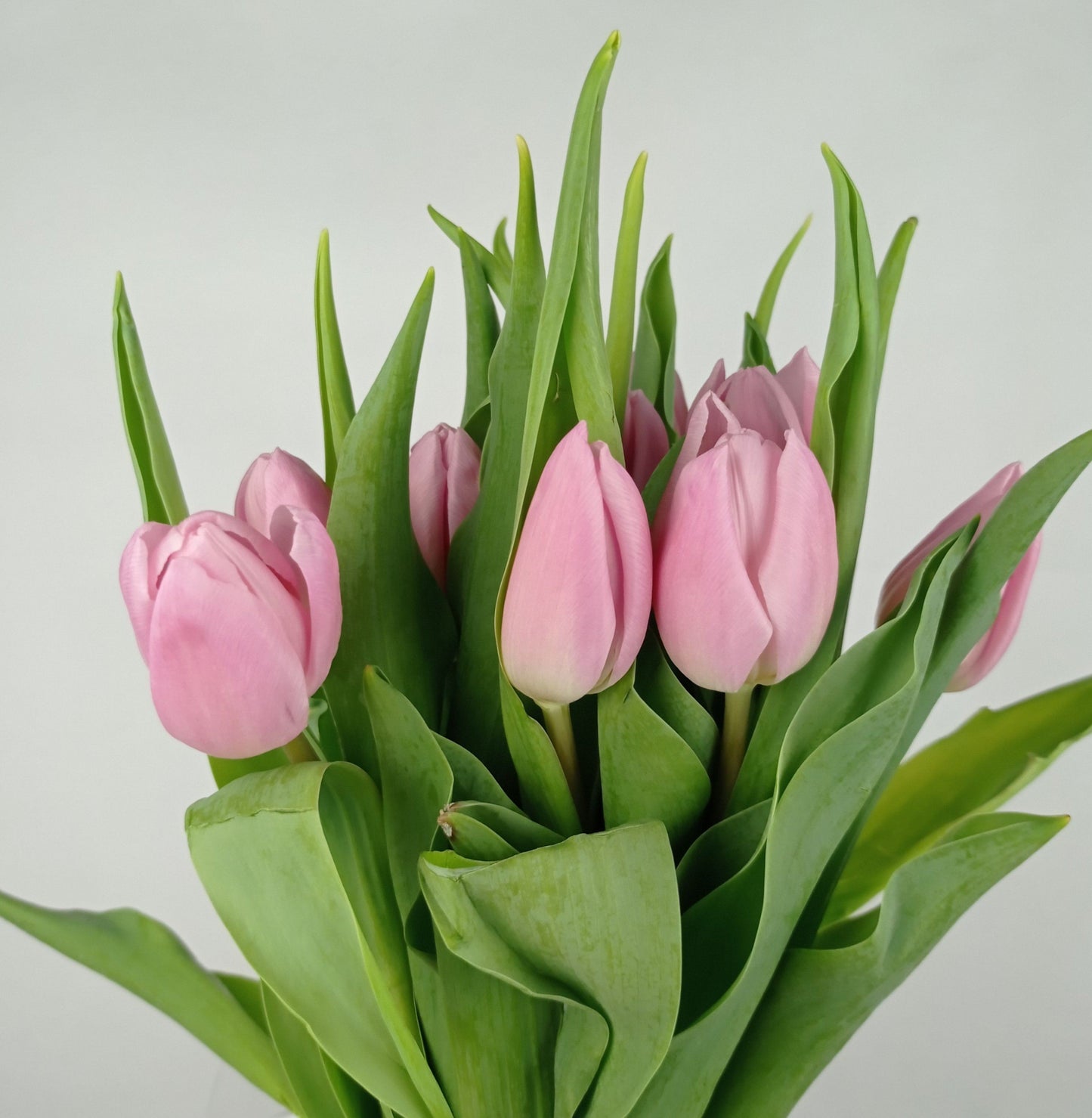 Tulip - Pink