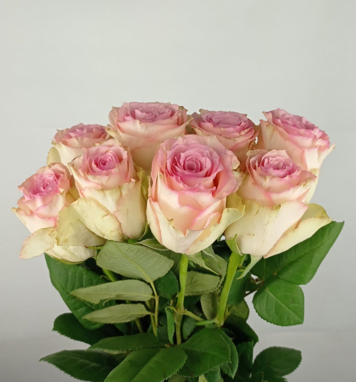 Rose - Sweet Pink (50cm)