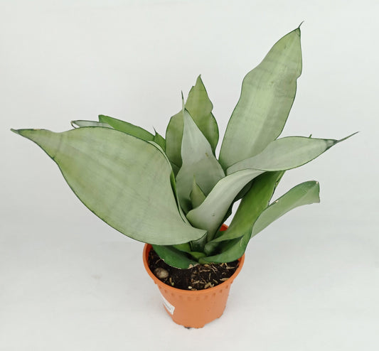 Pot Sansevieria Moonshine  - Pale Green