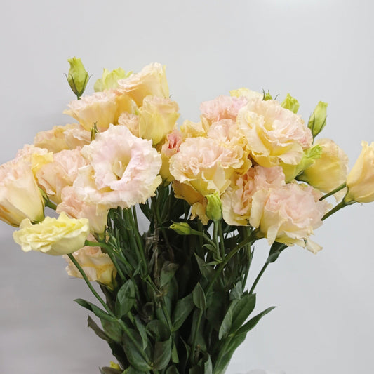 Eustoma - Champagne