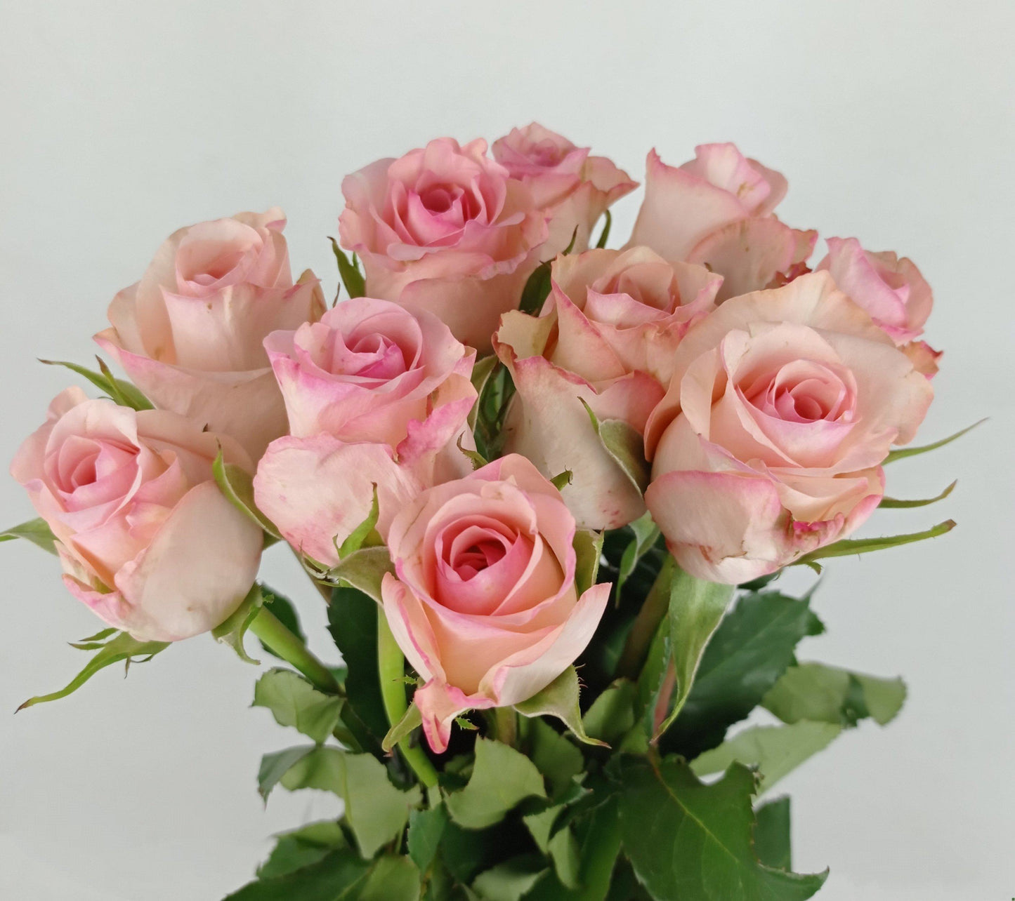 Rose 50cm  - 2 Tone Pink