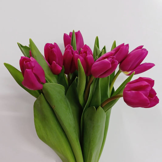 Tulip - Shocking Pink