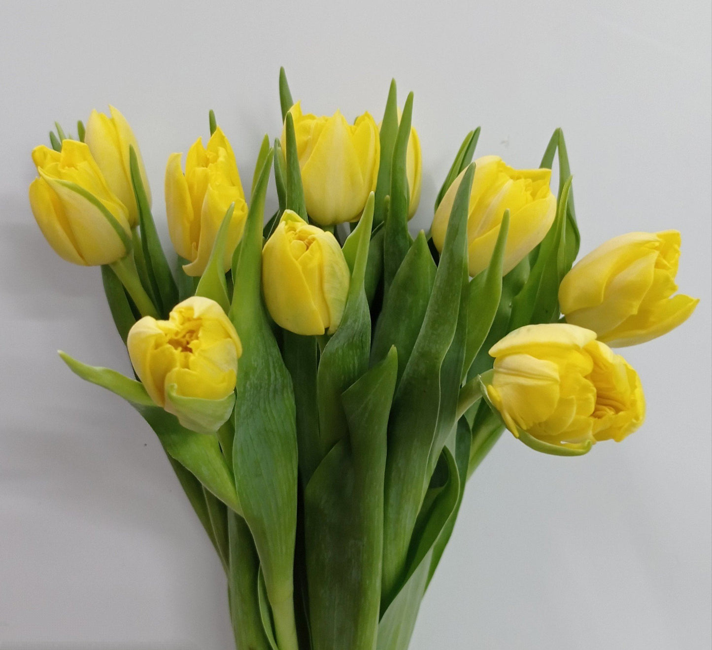 Tulip Double - Yellow