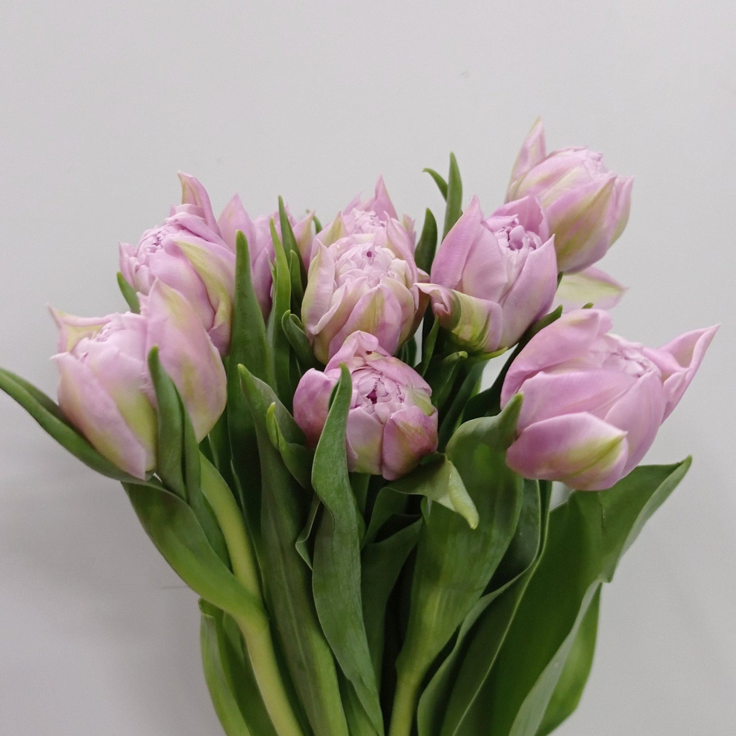 Tulip Double - Light Purple