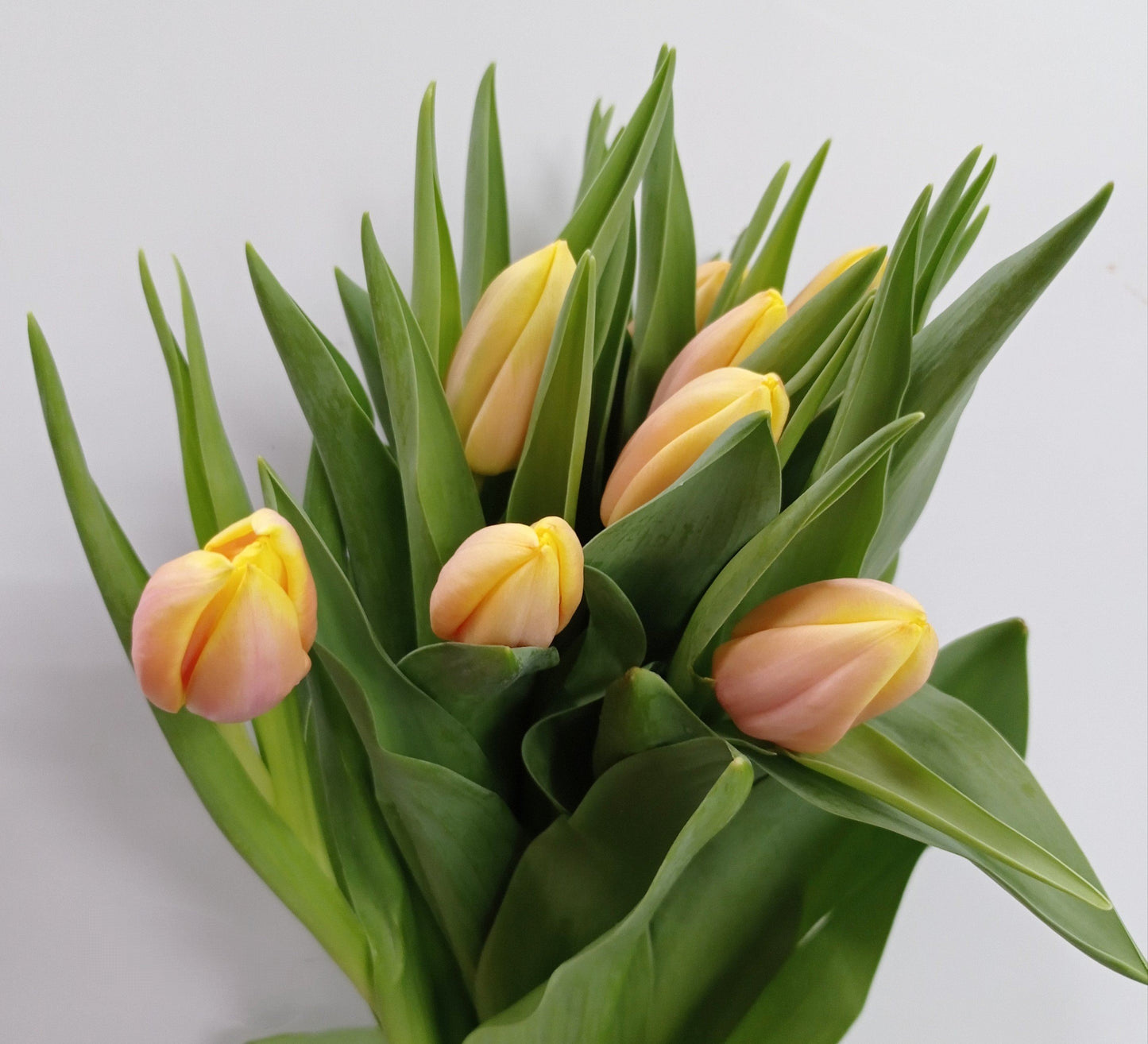 Tulip - 2 Tone Pink Yellow