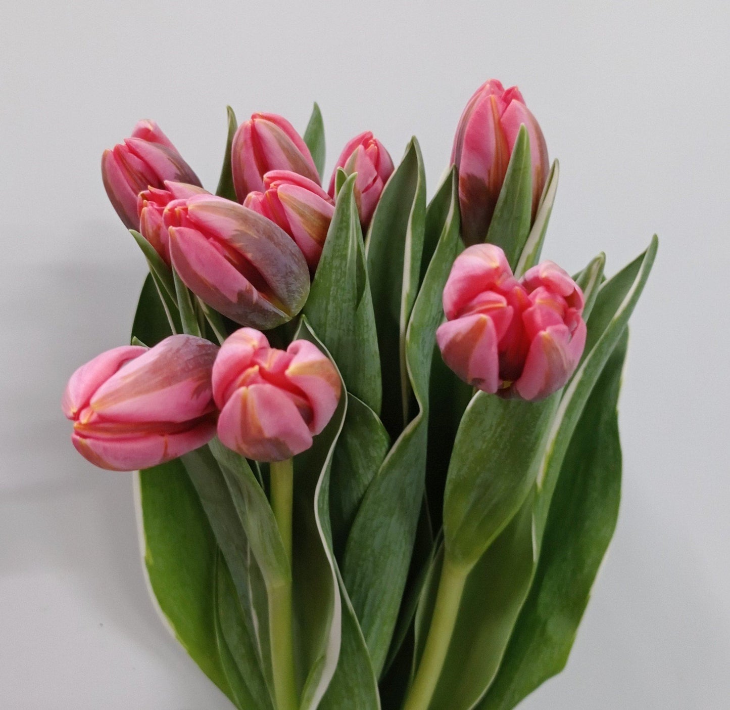 Tulip Double - Sweet Pink