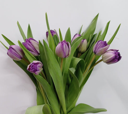 Tulip Double - Purple