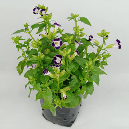 Pot Bp Torenia  - Mix