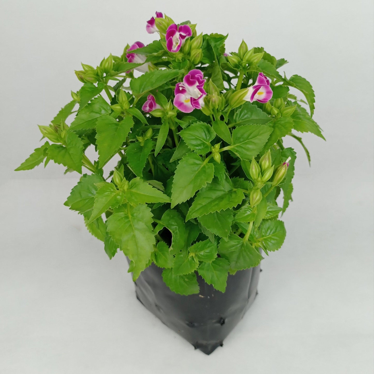 Pot Bp Torenia  - Mix