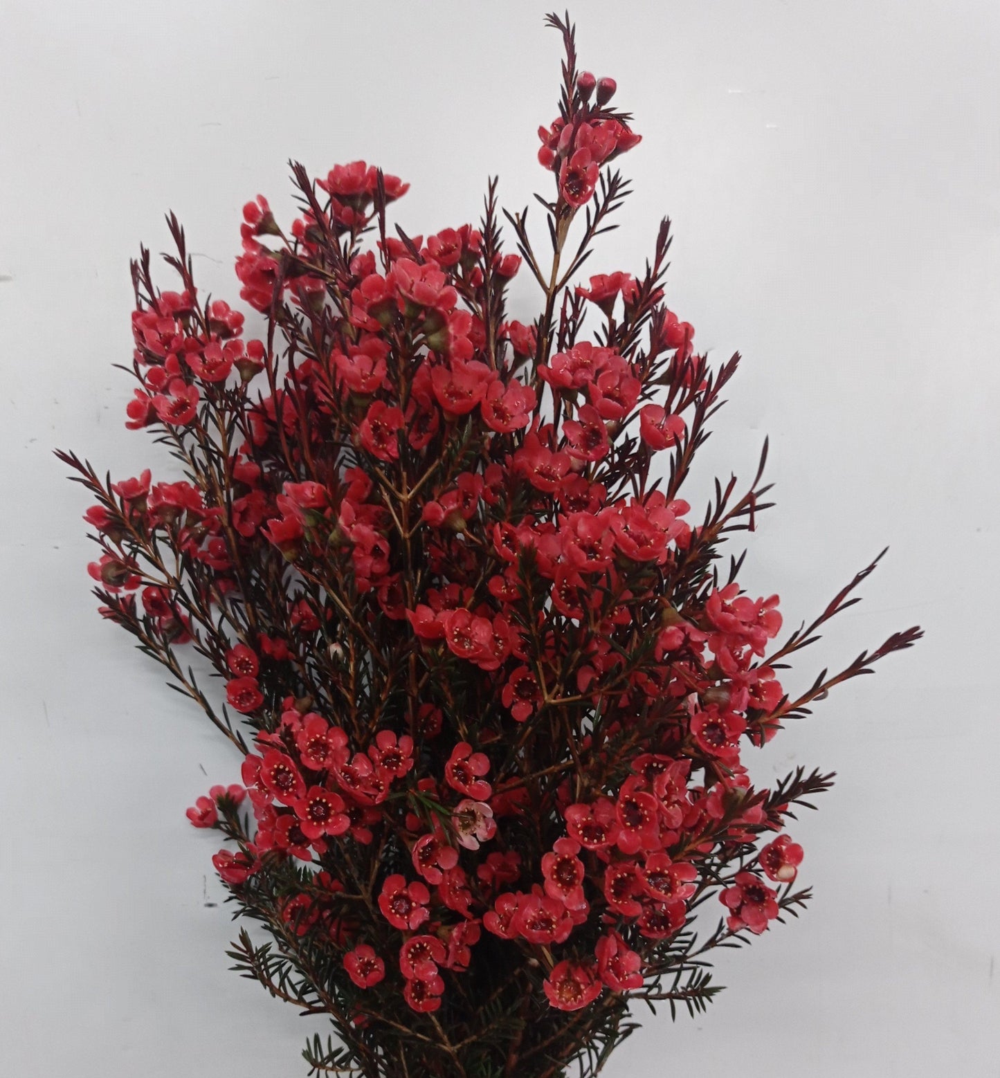 Wax Flower   - Red