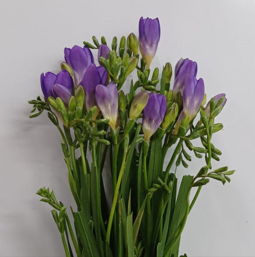 Freesia (Imported) - Purple