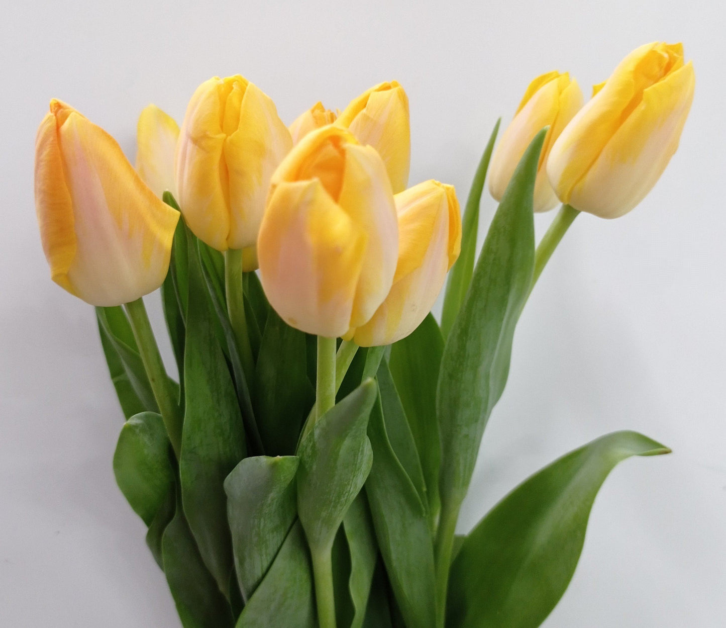 Tulip - 2 Tone Yellow