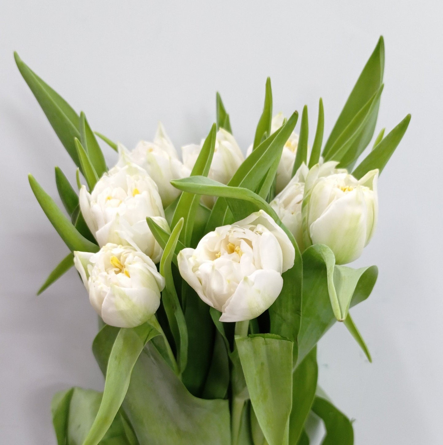 Tulip Double - White