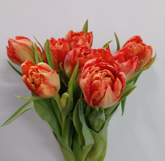 Tulip Double - Orange