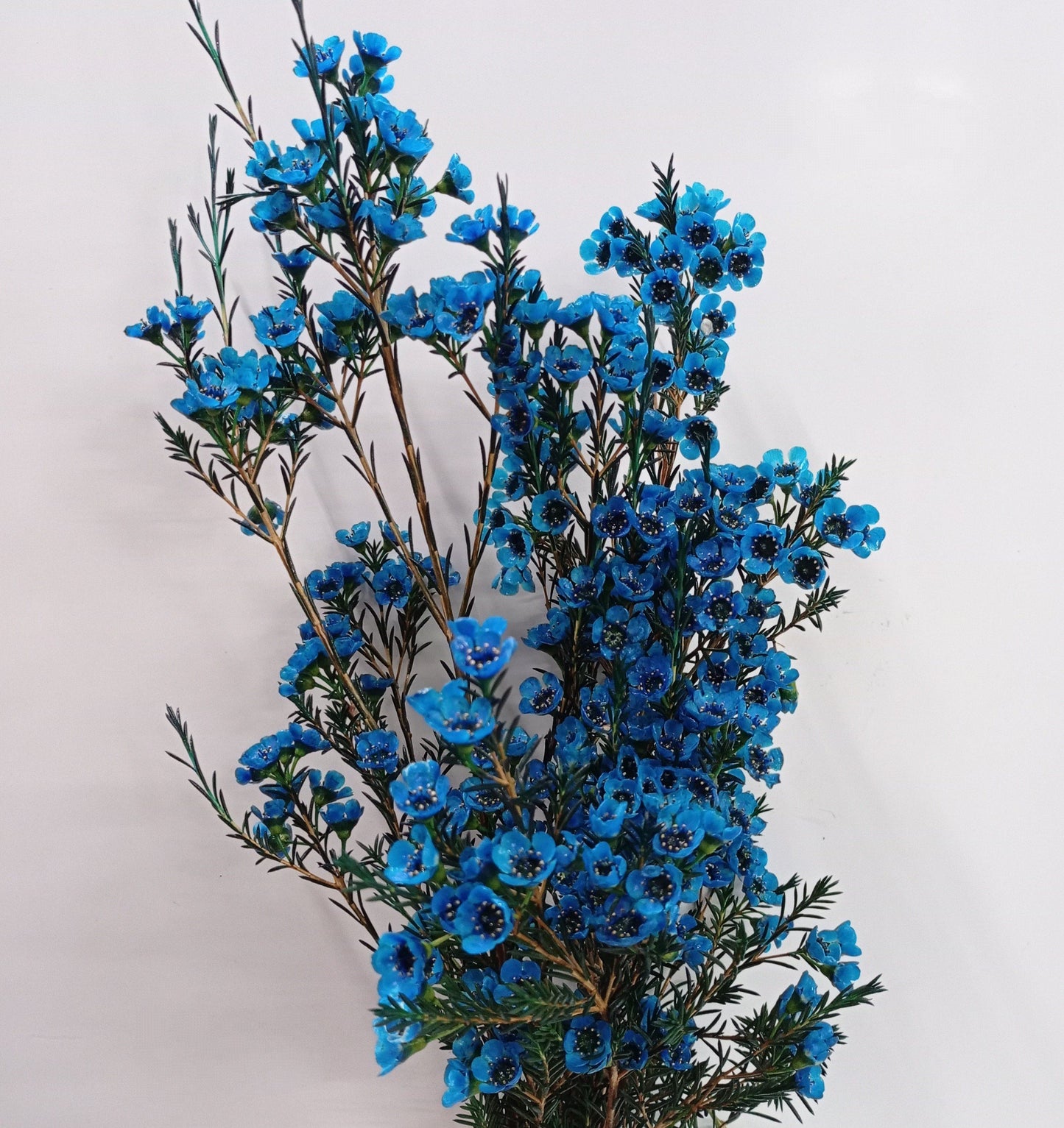 Wax Flower - Blue