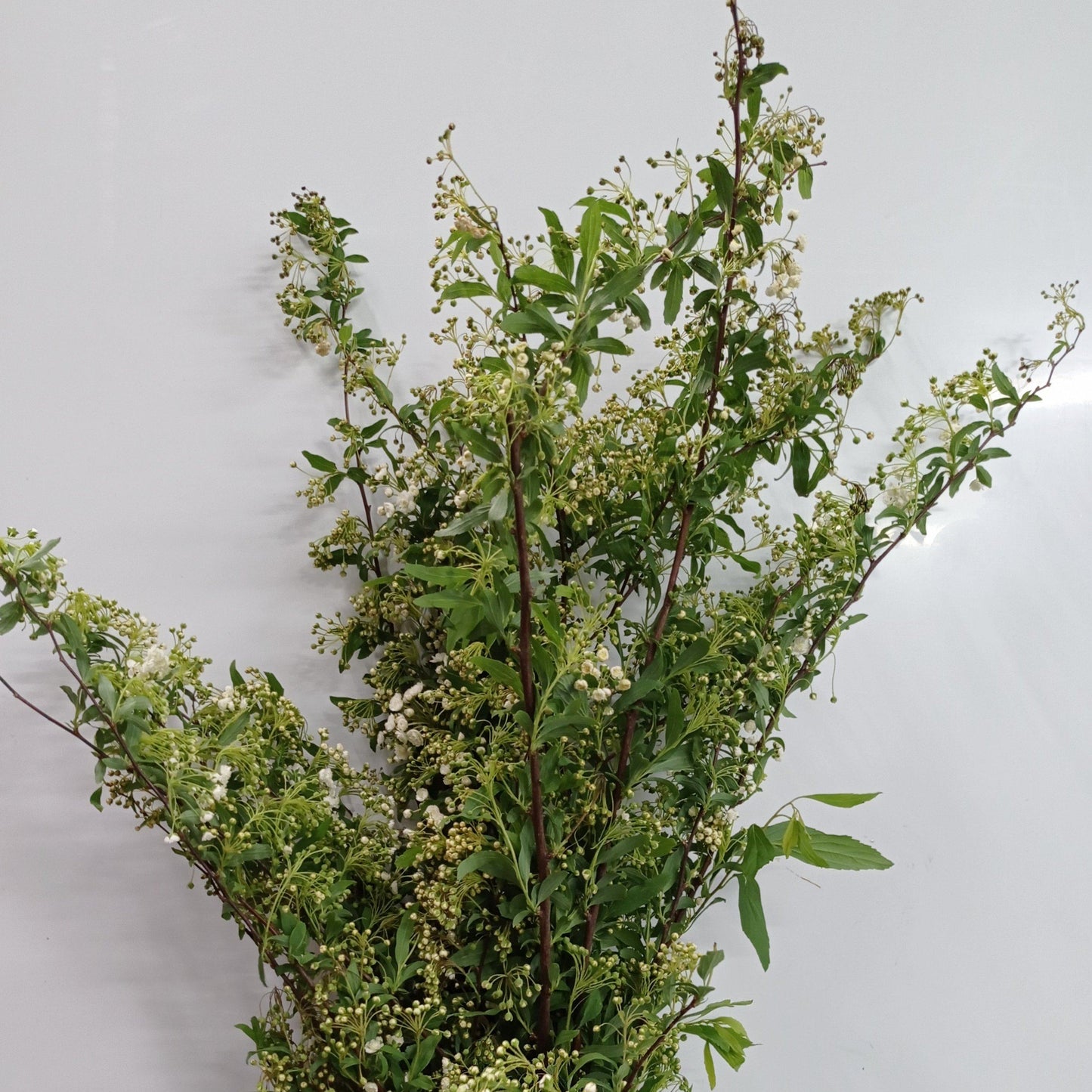 Bridal Wreath Spirea - Green White