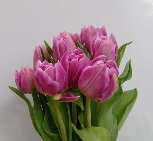 Tulip Double - Purple