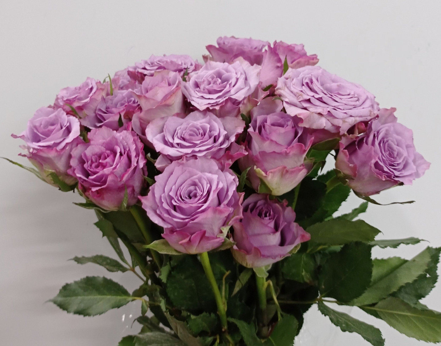 Rose - Purple (10 Stems)