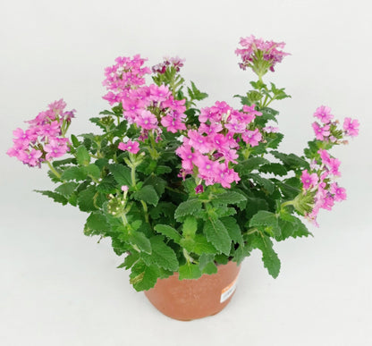 Pot Dianthus (Imported) - Mix