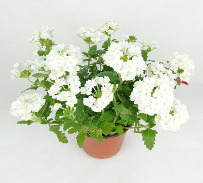 Pot Dianthus (Imported) - Mix