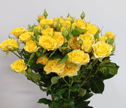 Spray Rose - Yellow