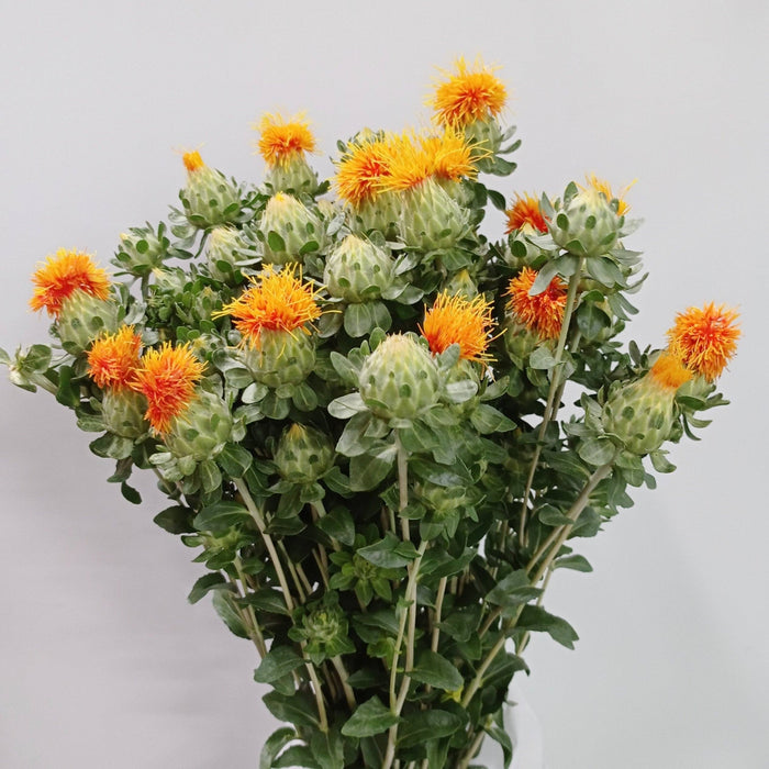 Carthamus Tinctorius (Imported) - Orange