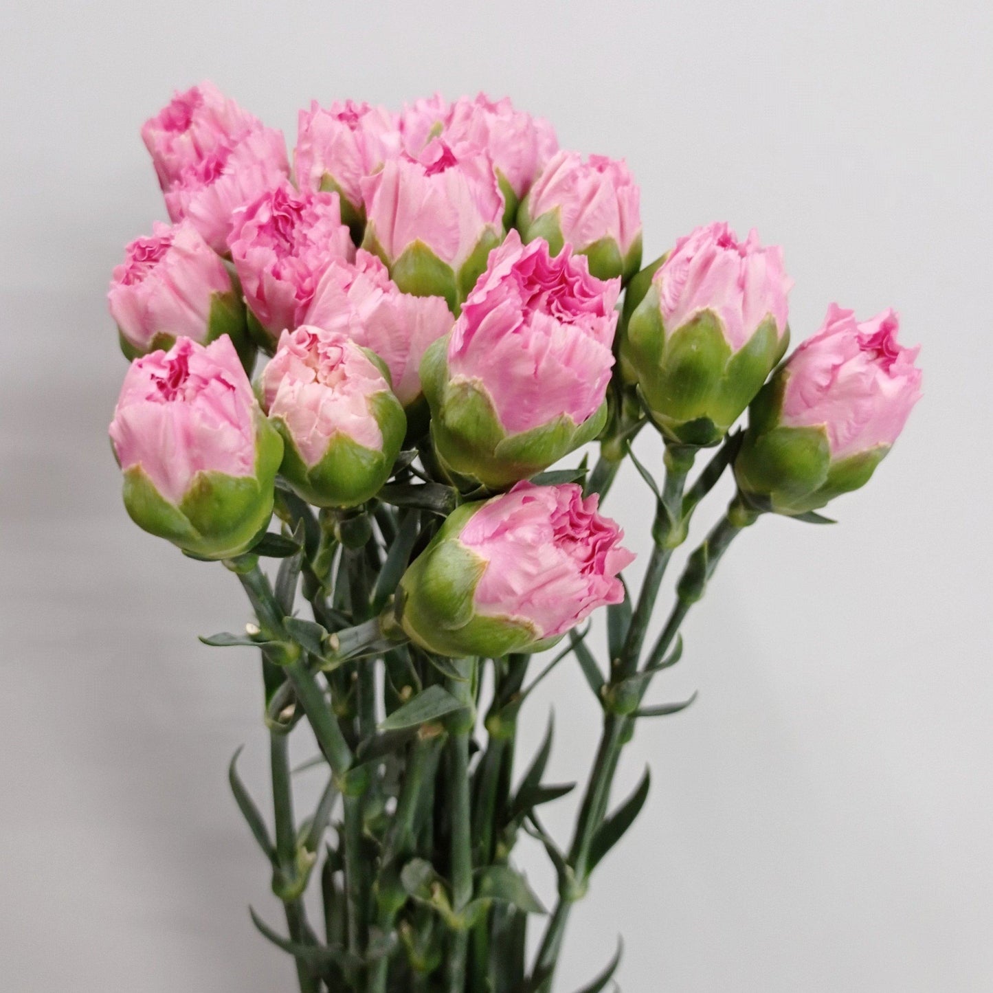 Carnations - Light Cherry Pink