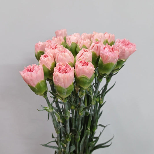 Carnations - Light Pink