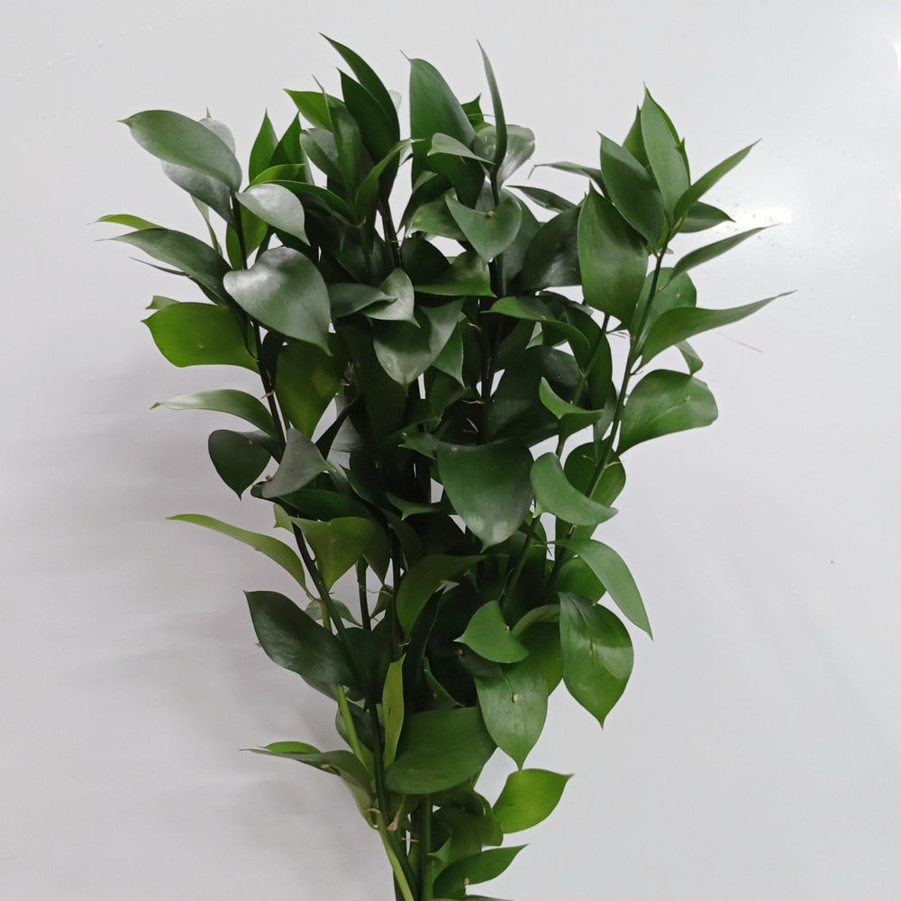 Ruscus (Local) - Green