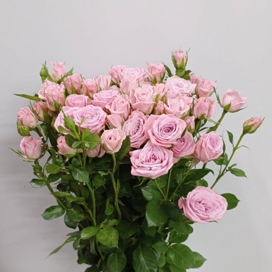 Spray Rose - Light Pink