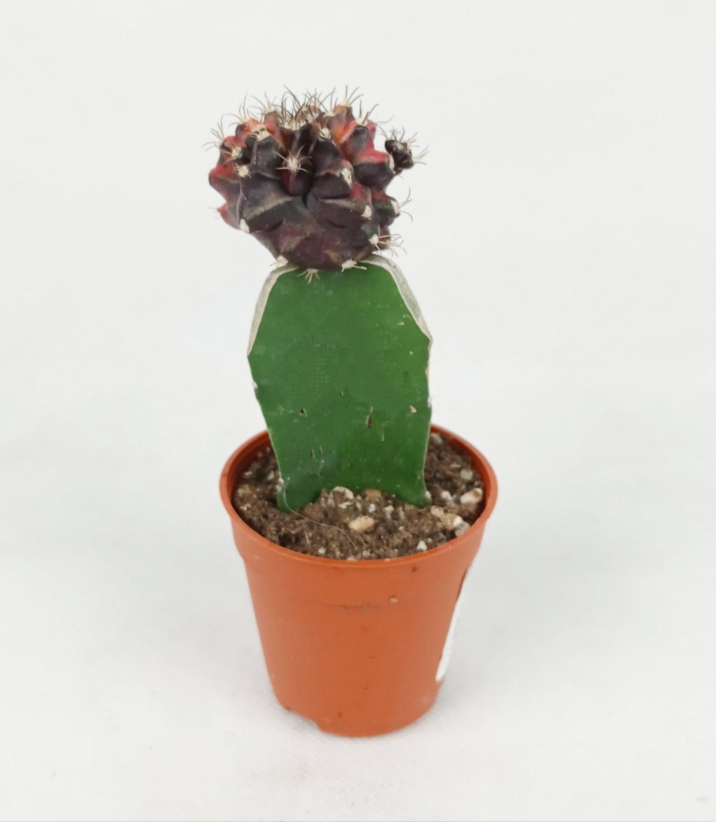 Cactus Red Cap (P55)