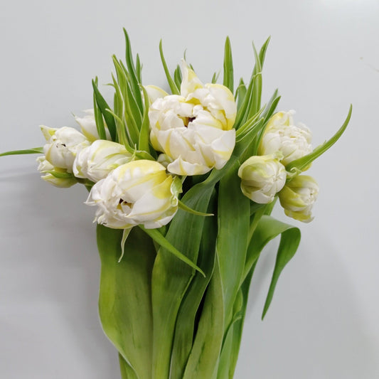 Tulip Double - 2 Tone White Yellow