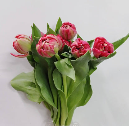 Tulip Double - Red