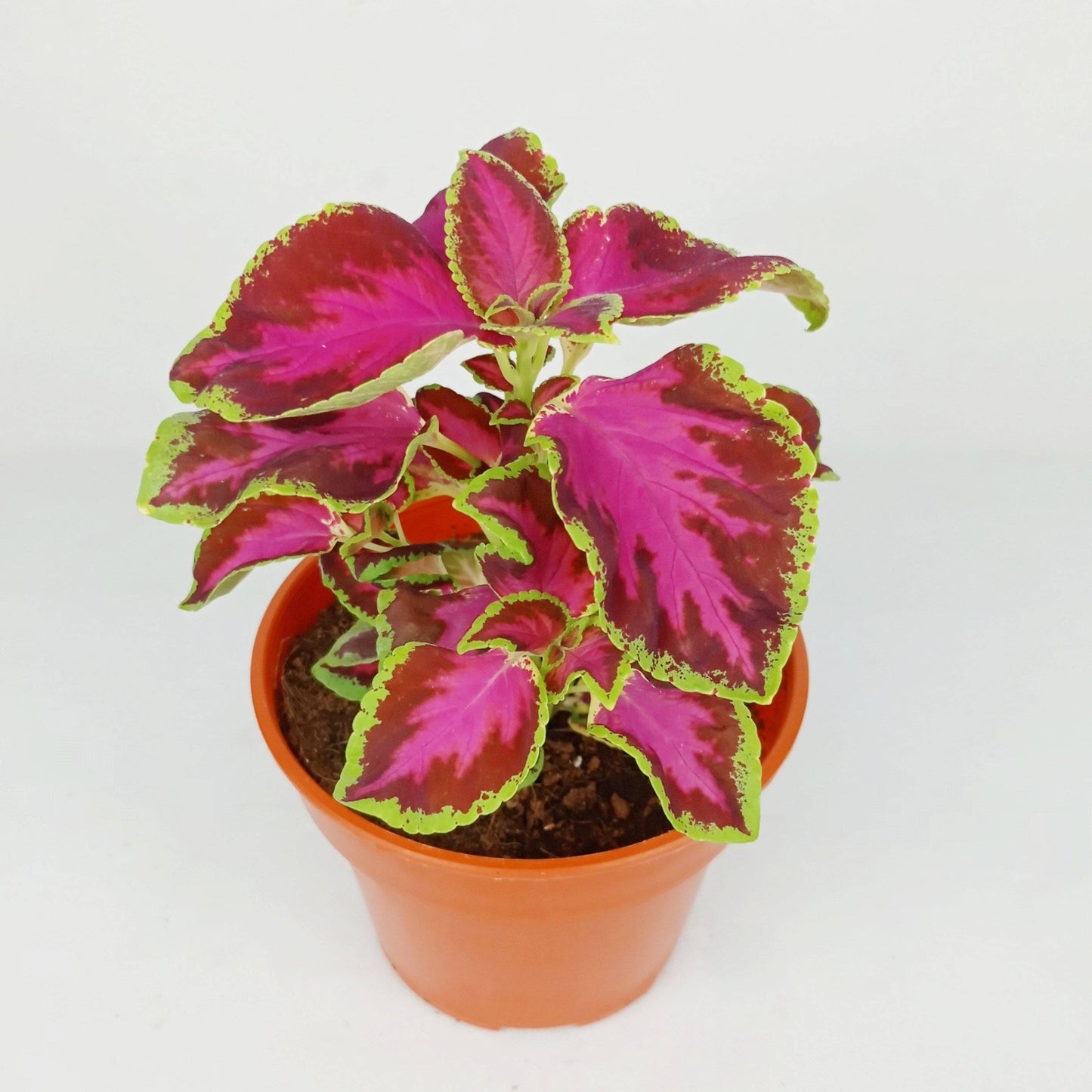 Pot Coleus P120- Mix