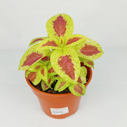 Pot Coleus P120- Mix