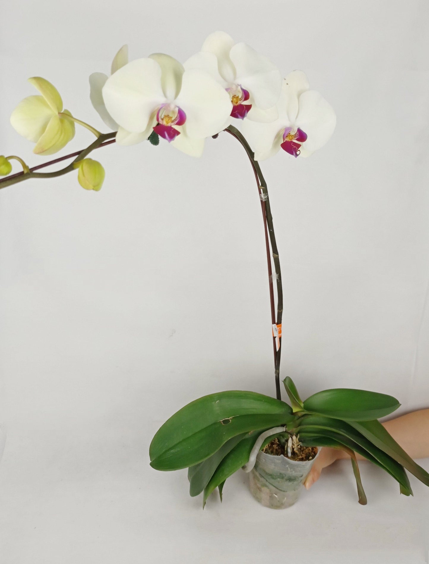 Pot Phalaenopsis *Without Pot*