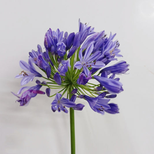 Agapanthus - Purple