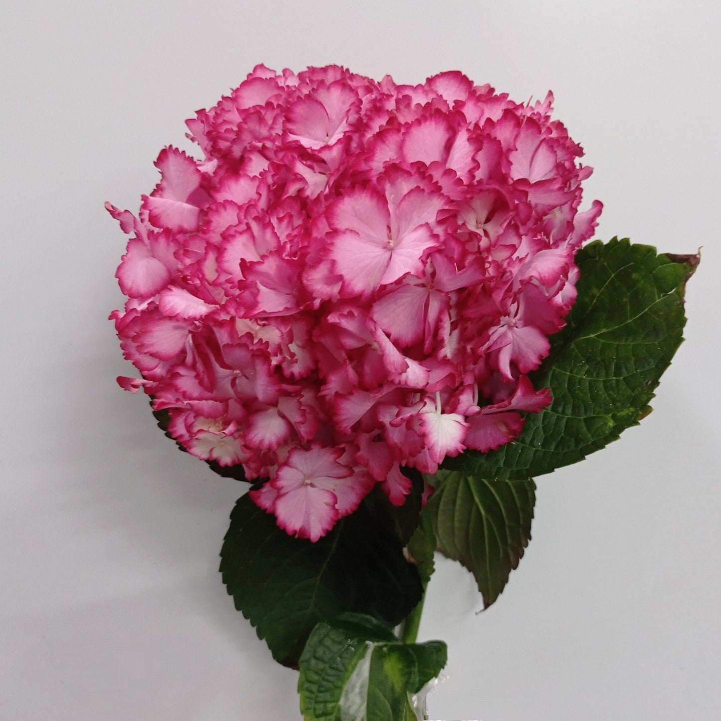 Hydrangea - 2 Tone Pink