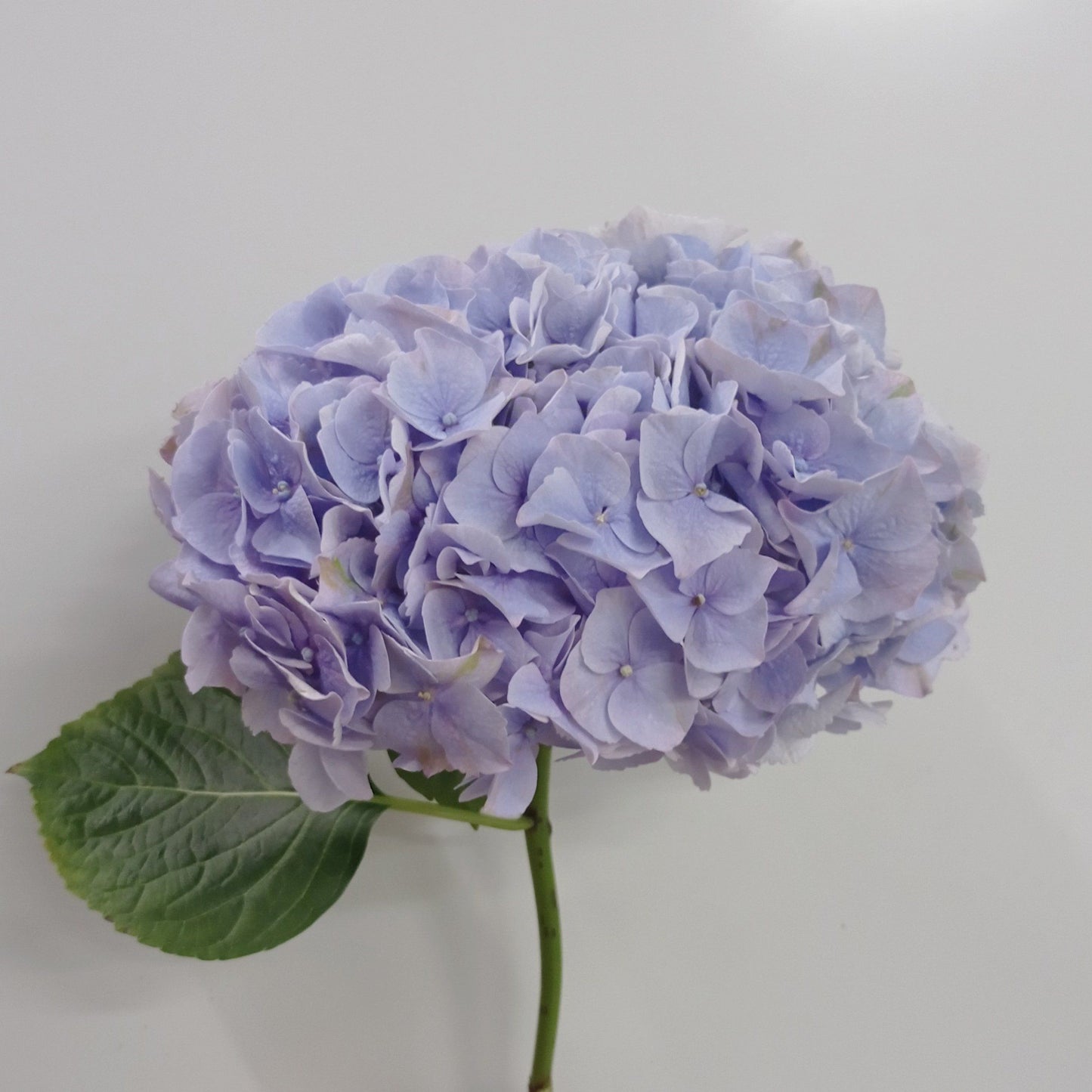 Hydrangea - Lilac