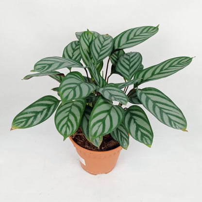 Pot Calathea P150- Mix